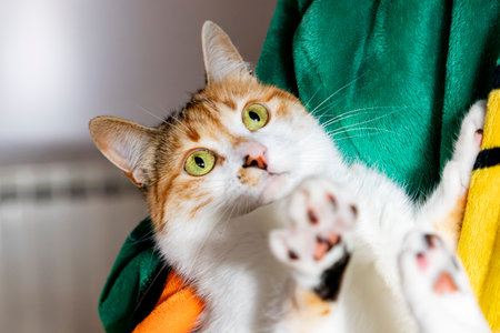 Calico Cat Portrait with Green Eyesの写真素材