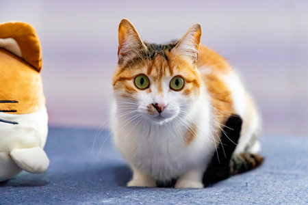 Calico Cat Portrait with Green Eyesの写真素材