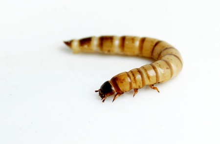 Superworm or Zophobas are one of the large species of worms which are the favorite food of tropical pets の写真素材