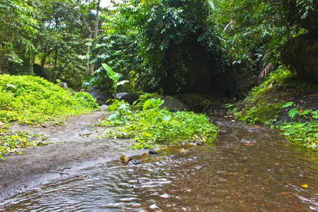 Very clear and fresh water flowing in the montain stream
