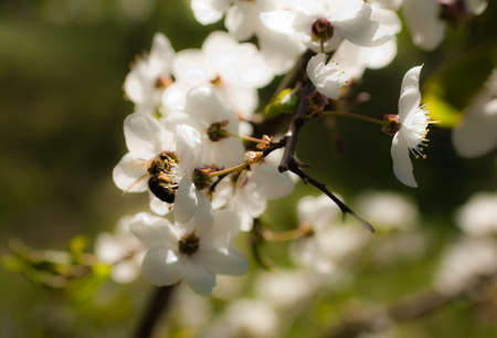 cherry blossom tree with a bee pollunating one of the bloomsの写真素材