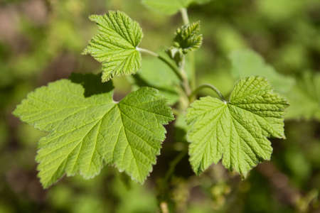 Folliage of the blackberries in the spring time の写真素材