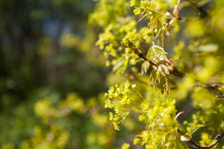 Fresh leaves on tress  on sunny spring day in forest shallow depth of fieldの写真素材