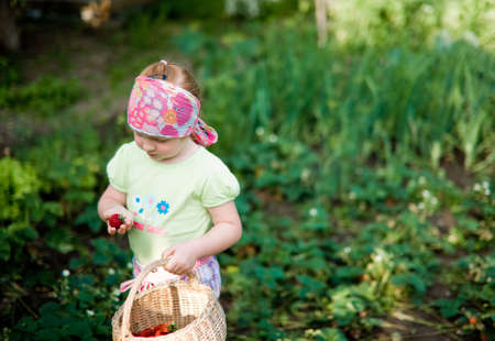 Little cute girl in a garden picking up fresh strawberry shallow depth of field focus on strawberryの写真素材
