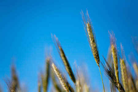close-up of wheat ear shallow DOF aginst blue skyの写真素材