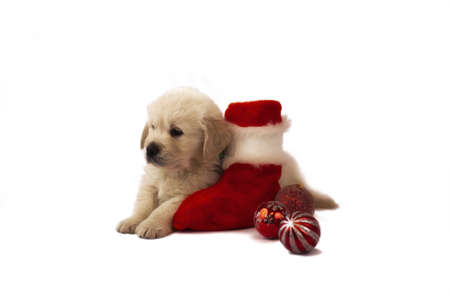 Studio shot of golden retriever baby with christmas toysの写真素材