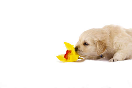 Studio shot of golden retriever baby with flower an copy spaceの写真素材