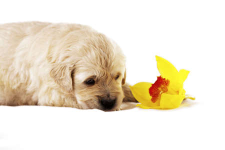 Studio shot of golden retriever baby with flowerの写真素材