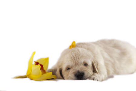 Studio shot of golden retriever baby with flowerの写真素材
