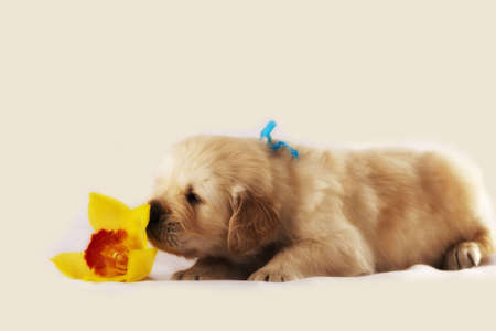 Studio shot of golden retriever baby with flowerの写真素材