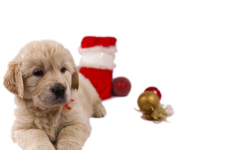 Studio shot of golden retriever baby with christmas toys an red santa's sockの写真素材