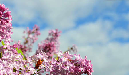 Floral frame and skyの写真素材
