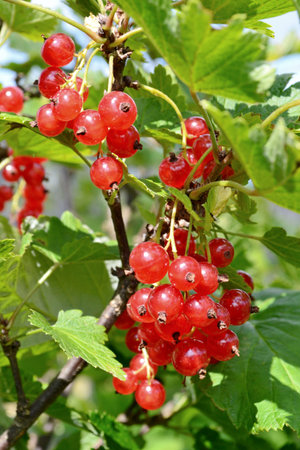 Cluster of a red currant on a branch