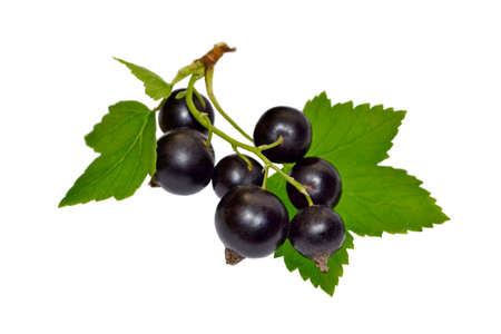 Black currant with leaves on white backgroundの写真素材