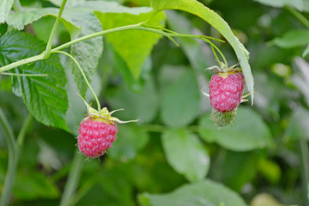 Ripe raspberry on the branch
