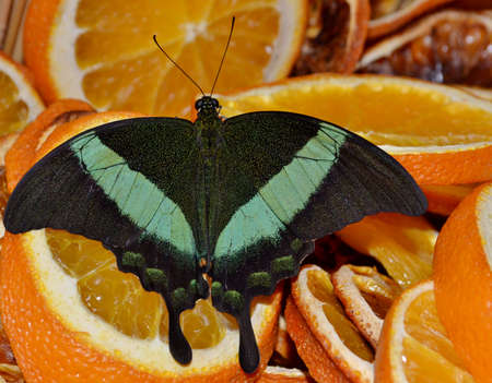 Papilio blumei butterfly close-up sitting on a slice of orangeの写真素材