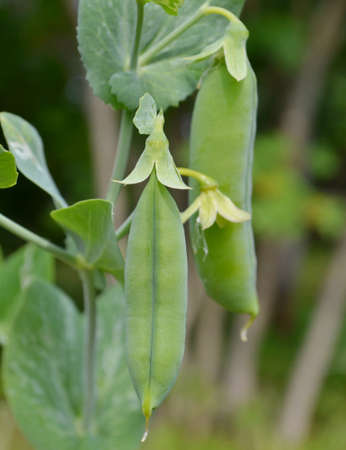 peas growing on the vegetable gardenの写真素材