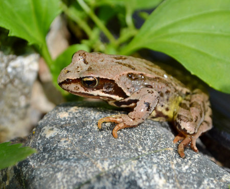 A frog sitting on a rockの写真素材