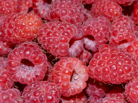 Raspberry fruit backgroundの写真素材