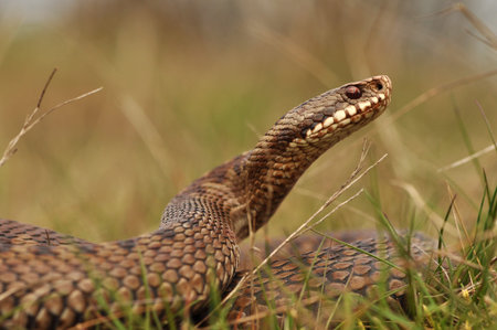Close-up of a common European adder or viper (Vipera berus) in a defensive posture. Photographed in...