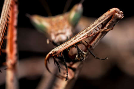Macro shot of a housefly (Musca domestica) caught in the claw of - and eaten from behind by a Cat mantis (Heterochaeta orientalis) from Mozambique.の写真素材