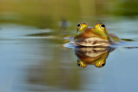 Frontal shot of a Pool frog (Pelophylax lessonae) in the water - his head reflected in the water...
