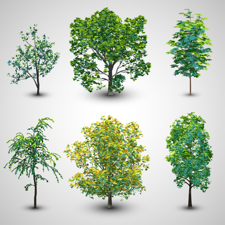 Realistic Tree Set with Sunlight Set 2   EPS10 Vectorのイラスト素材