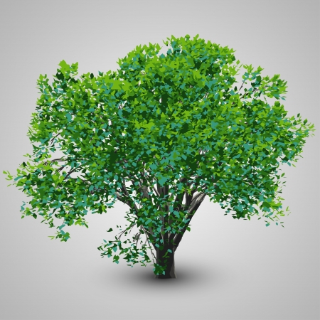 Realistic Tree   EPS10 Vectorのイラスト素材