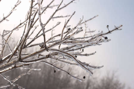 icy branches with berriesの写真素材