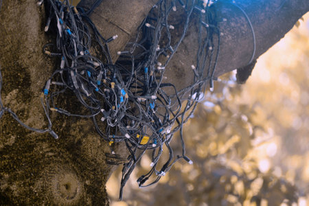 Christmas decorative lights on the branches of a summer treeの写真素材
