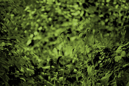 Natural walkway in the forestの写真素材