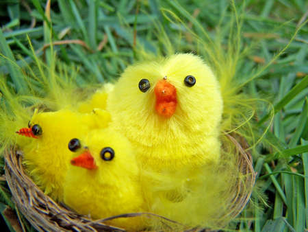 Easter decoration with yellow cute chickens in the nestの写真素材