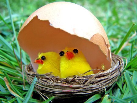 Young Chicken in the nest protected by a natural egg shellの写真素材