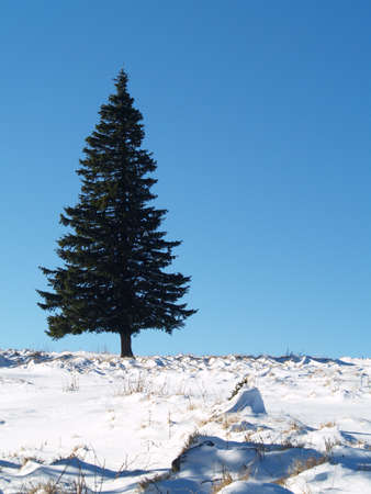 serenity tree in winter on blue sunny skyの写真素材