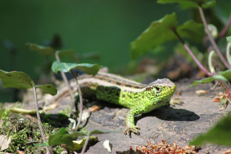 close up with lacerta agilis lizard