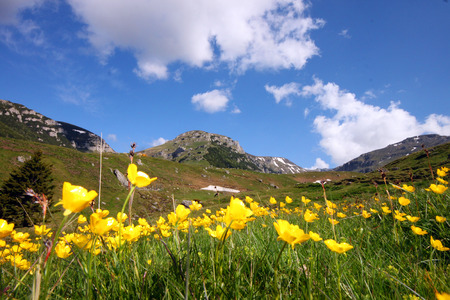 summer landscape in Carpathians with yellow flowersの写真素材