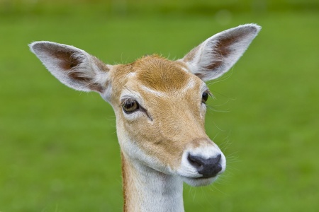 Head shot of young deer. Selective focusの写真素材