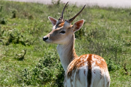 Young deer shot in contra lightの写真素材