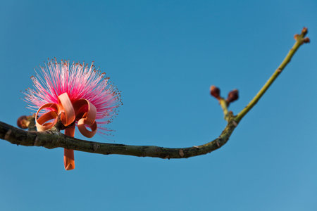 Pink Barringtonia Asiatica flower on a branch. Selective focus