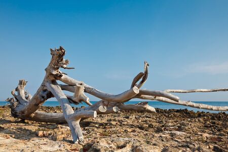 Piece of dead wood on tropical sea shoreの写真素材
