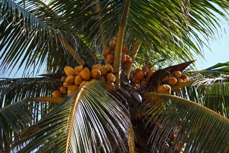 Coconut palmtree - selective focus in the middleの写真素材