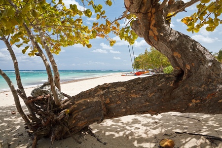 Caribbean seaside landscape with trees on a beachの写真素材