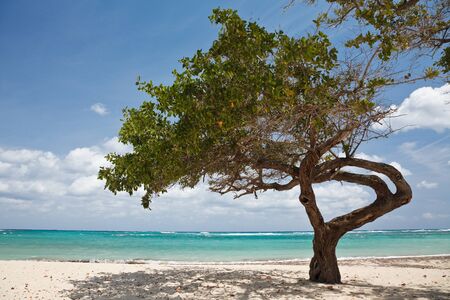 Tree on a sandy beach in Caribbeanの写真素材