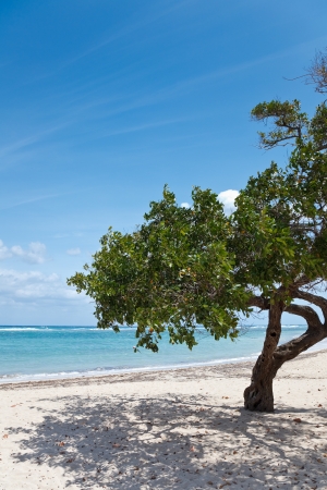 Tree on a sandy beach in Caribbeanの写真素材