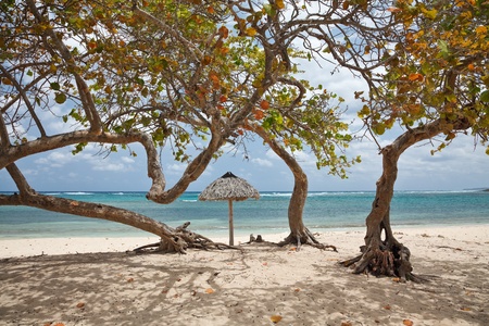 Caribbean seaside landscape with trees on a beachの写真素材