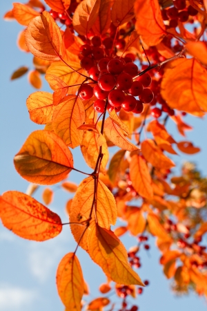Orange color leaves and red berries against blue October sky の写真素材