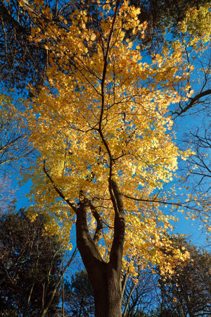 Golden color maple tree in a bright autumn day