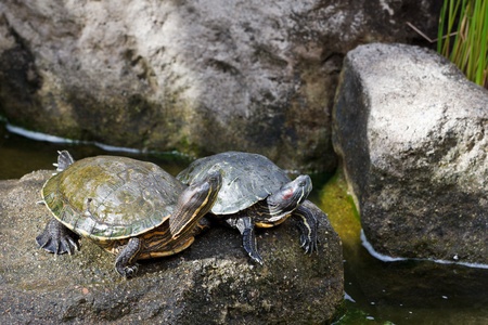 Couple of red-eared sliders (Trachemys scripta elegans) sunbathing on the rockの写真素材