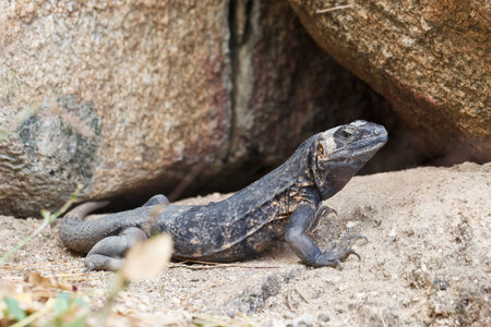 Iguana sunbathing on the rocks in Mexico