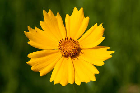 Beautiful yellow flowerの写真素材